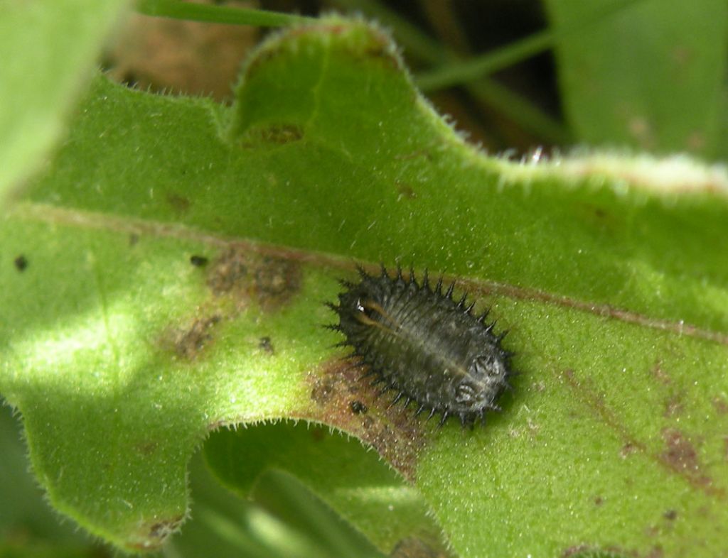Larva valdostana: Cassida sp.